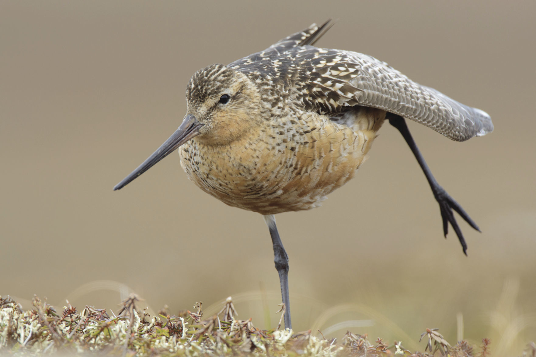 Bar-tailed Godwit